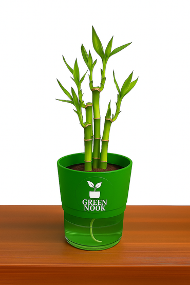 Lucky bamboo Plant with self watering pot.