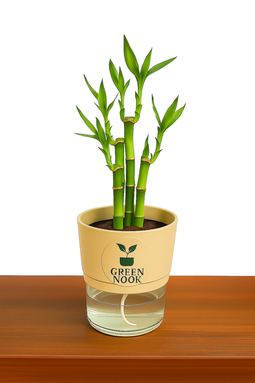 Lucky bamboo Plant with self watering pot.