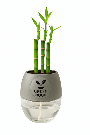 Lucky bamboo Plant with self watering pot.