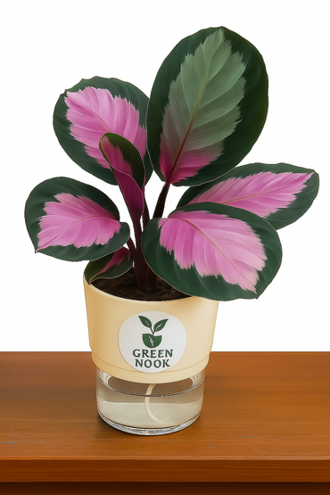 The paradise calathea roseopicta "Rosy' live indoor house hold plant with self watering pot.
