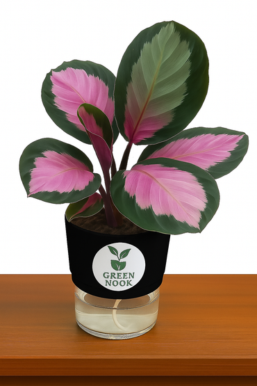 The paradise calathea roseopicta "Rosy' live indoor house hold plant with self watering pot.