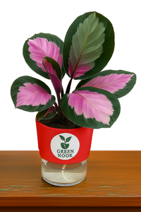 The paradise calathea roseopicta "Rosy' live indoor house hold plant with self watering pot.