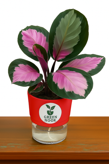 The paradise calathea roseopicta "Rosy' live indoor house hold plant with self watering pot.