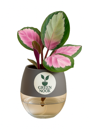 The paradise calathea roseopicta "Rosy' live indoor house hold plant with self watering pot.