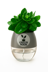 Bear Paw Kalanchoe Succulent Crassula natural live indoor plant with self watering pot.