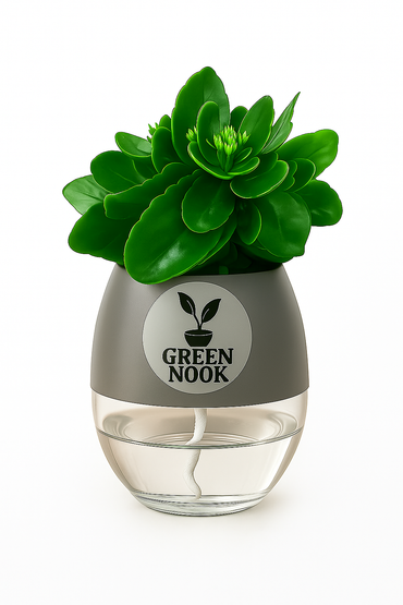 Bear Paw Kalanchoe Succulent Crassula natural live indoor plant with self watering pot.