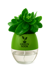 Bear Paw Kalanchoe Succulent Crassula natural live indoor plant with self watering pot.