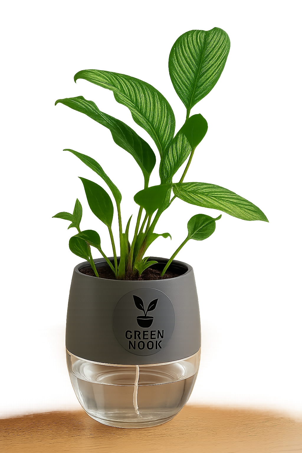 Pin stripe Calathea Vittate | Calathea Elliptica rare natural live indoor plant with self watering pot.