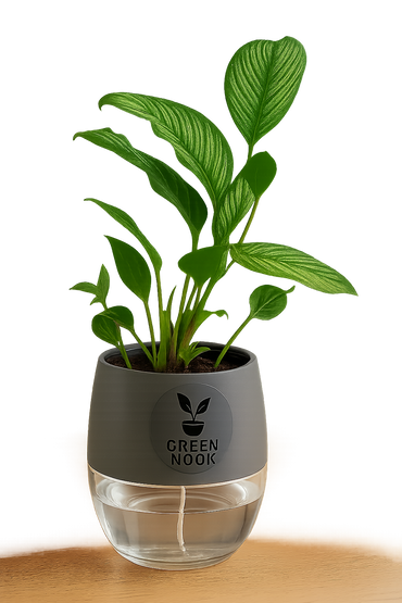 Pin stripe Calathea Vittate | Calathea Elliptica rare natural live indoor plant with self watering pot.