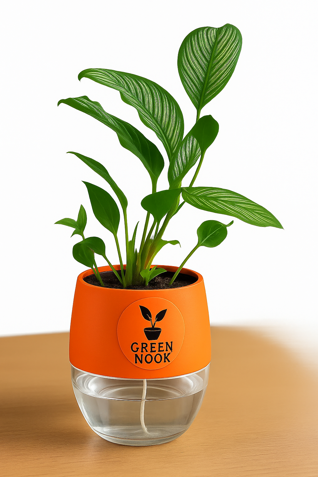 Pin stripe Calathea Vittate | Calathea Elliptica rare natural live indoor plant with self watering pot.