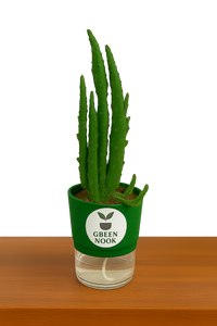 Elongated Cactus natural live indoor plant with self watering pot.