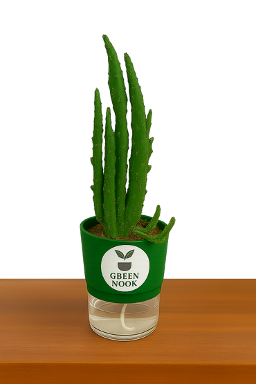 Elongated Cactus natural live indoor plant with self watering pot.