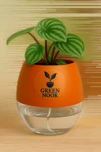 Peperomia Watermelon live indoor plant with self watering pot.