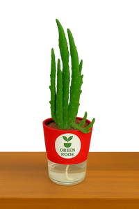 Elongated Cactus natural live indoor plant with self watering pot.