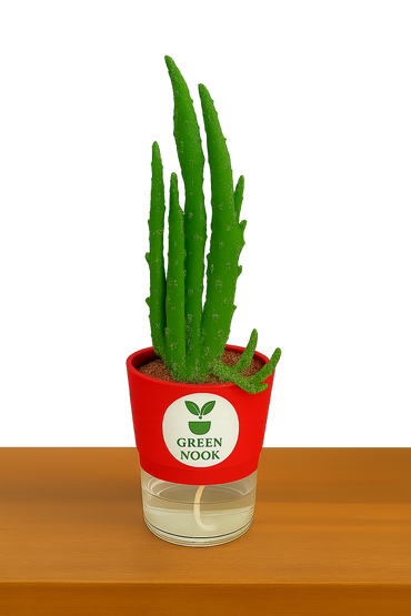 Elongated Cactus natural live indoor plant with self watering pot.