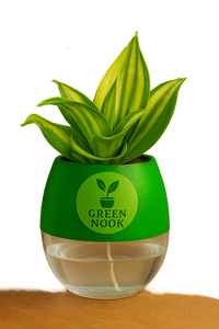 Sansevia green with golden snake plant live indoor plant with self watering pot.
