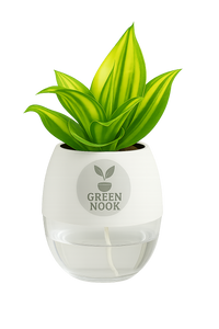 Sansevia green with golden snake plant live indoor plant with self watering pot.