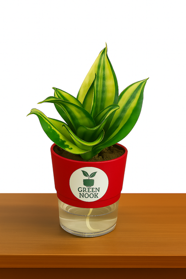 Sansevia green with golden snake plant live indoor plant with self watering pot.