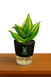 Sansevia green with golden snake plant live indoor plant with self watering pot.