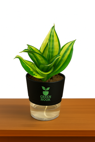 Sansevia green with golden snake plant live indoor plant with self watering pot.