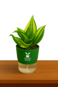 Sansevia green with golden snake plant live indoor plant with self watering pot.