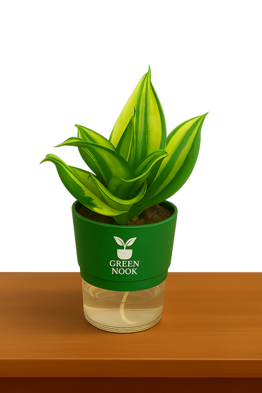 Sansevia green with golden snake plant live indoor plant with self watering pot.
