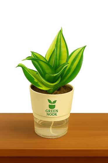 Sansevia green with golden snake plant live indoor plant with self watering pot.
