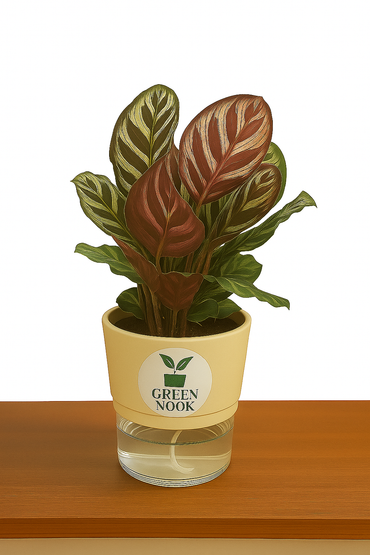Calathea Peacock Makoyana plant live air  purifying indoor plant with self watering pot.