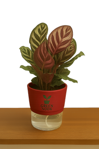 Calathea Peacock Makoyana plant live air  purifying indoor plant with self watering pot.