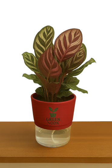 Calathea Peacock Makoyana plant live air  purifying indoor plant with self watering pot.