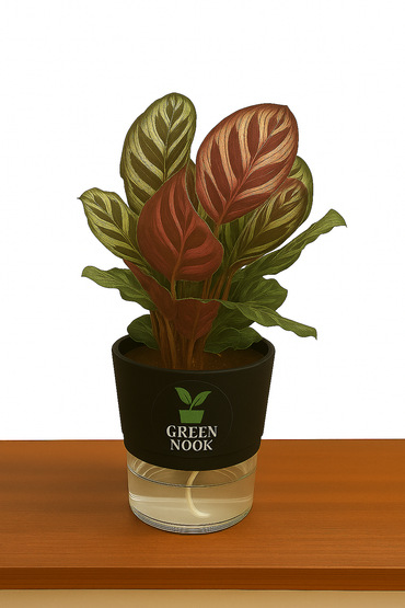 Calathea Peacock Makoyana plant live air  purifying indoor plant with self watering pot.