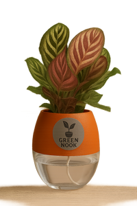 Calathea Peacock Makoyana plant live air  purifying indoor plant with self watering pot.