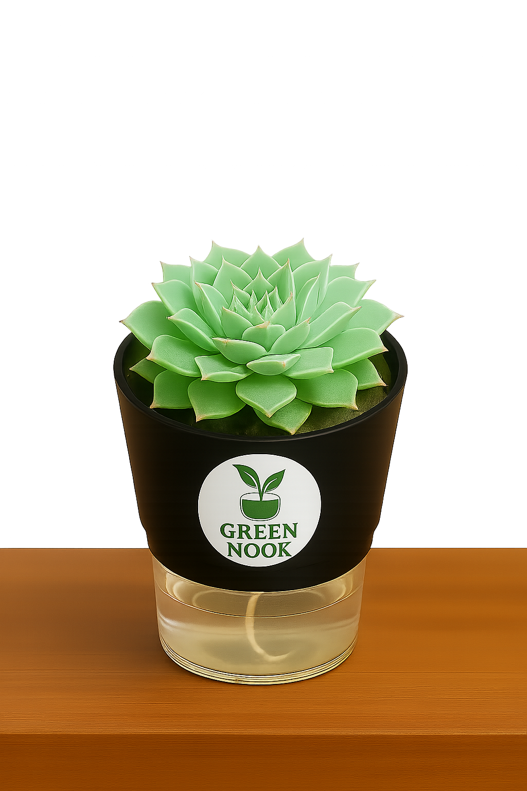 original Lakshmi Kamal indoor plant with self watering pot vasthu plant.