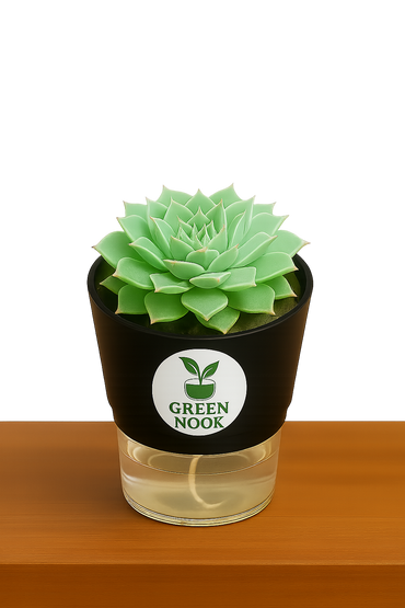 original Lakshmi Kamal indoor plant with self watering pot vasthu plant.