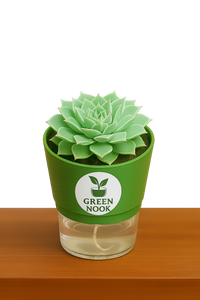 original Lakshmi Kamal indoor plant with self watering pot vasthu plant.