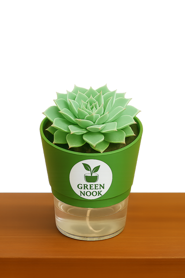 original Lakshmi Kamal indoor plant with self watering pot vasthu plant.