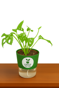 Philodendron Broken Heart live indoor plant with self watering pot.