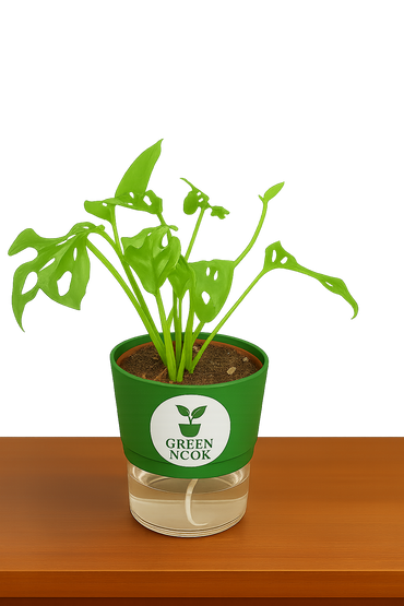 Philodendron Broken Heart live indoor plant with self watering pot.