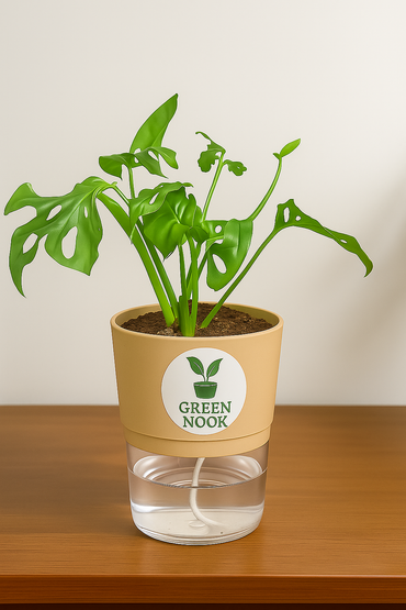 Philodendron Broken Heart live indoor plant with self watering pot.