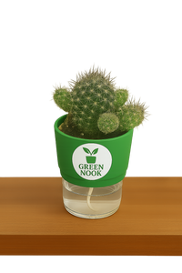 Noto Cactus rutilant plant live indoor plant with self watering pot.