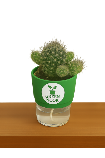 Noto Cactus rutilant plant live indoor plant with self watering pot.