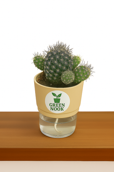 Noto Cactus rutilant plant live indoor plant with self watering pot.
