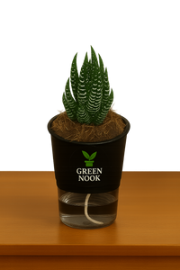 Zebra Haworthia succulent plant live indoor plant with self watering pot.