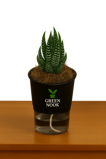 Zebra Haworthia succulent plant live indoor plant with self watering pot.