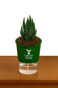 Zebra Haworthia succulent plant live indoor plant with self watering pot.