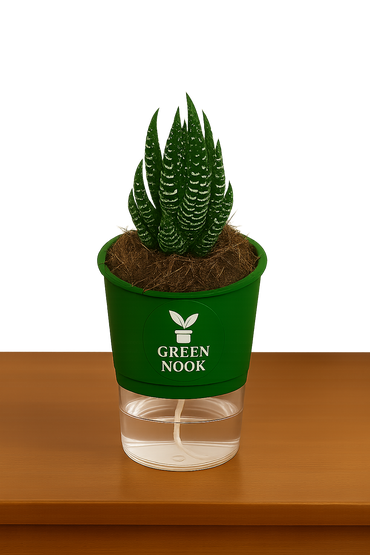 Zebra Haworthia succulent plant live indoor plant with self watering pot.