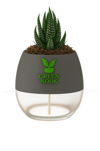Zebra Haworthia succulent plant live indoor plant with self watering pot.