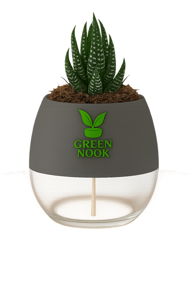 Zebra Haworthia succulent plant live indoor plant with self watering pot.