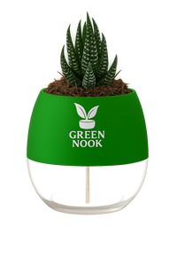 Zebra Haworthia succulent plant live indoor plant with self watering pot.