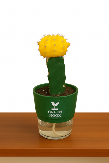 moon cactus plant live indoor plant with self watering pot.